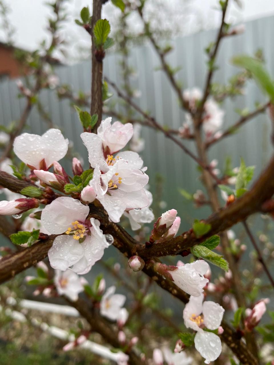 Новые растения в нашем саду. смотреть онлайн
