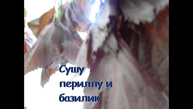 Перилла - фаворит среди пряной зелени.С этим ароматным антисептиком  и Короновирус не так уж страше