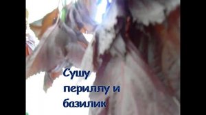 Перилла - фаворит среди пряной зелени.С этим ароматным антисептиком  и Короновирус не так уж страше