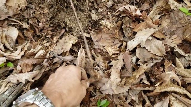 Harvesting sassafras for tea and seasoning смотреть онлайн