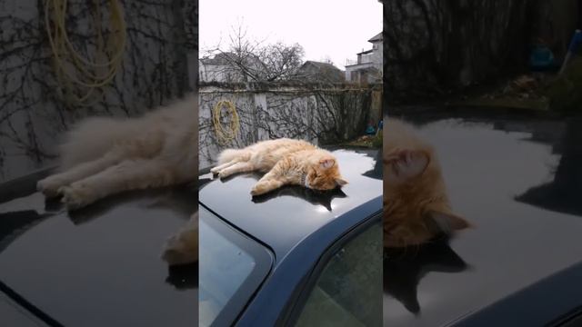 Мейнкун пригрелся на крыше BMW e36 😁 Большой, смешной, красивый кот любит машины 😊 смотреть онлайн