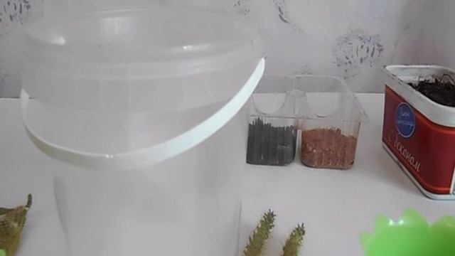 Апорокактус плетевидный Aporocactus flagelliformis смотреть онлайн