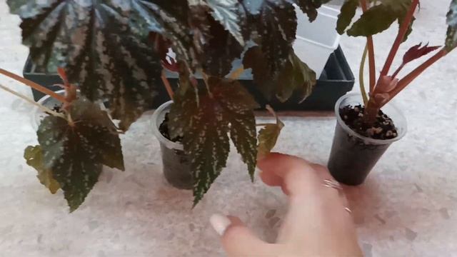 Мой трехголовый Грифон с Авито. Часть 2. Прошел 1 месяц. Бегония Грифон. смотреть онлайн
