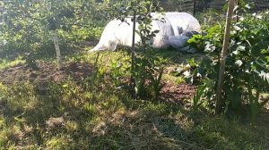 Пробуем картошку Первоцвет и другие огородные заботы, 09.07.23.