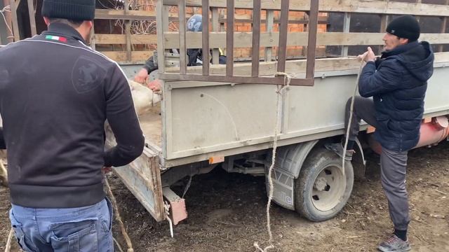 Продал быка симментальской породы прибыль от быка