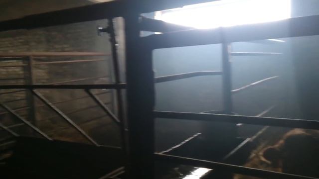Симменталы покрытые лимузинами смотреть онлайн