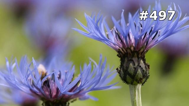 #497. Цветы и растения - очень яркие цветы смотреть онлайн