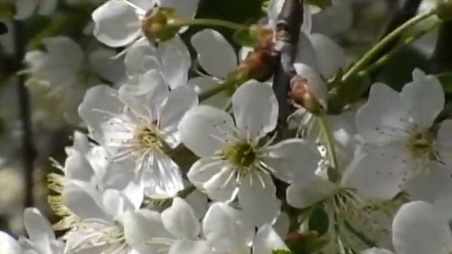 Вишнёвый сад HD. смотреть онлайн