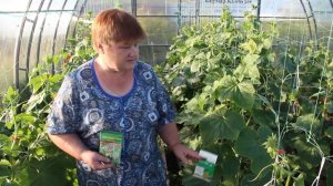 Вырвите Это Немедленно, Если Хотите Сберечь Урожай! Прикорневая Гниль.