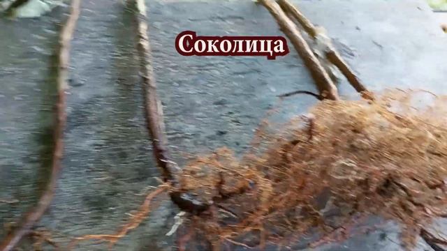 Саженцы малины ОКС. Пригород Воронежа смотреть онлайн