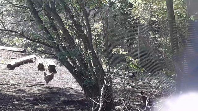 Сельское подворье .Куры,гуси,индюки,цыплята,гусята,утята и крольчата... смотреть онлайн