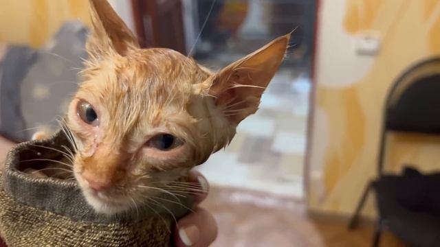 Я вытащила его из вольера страусов чудо что его НЕ ЗАКЛЕВАЛИ гигантские птицы