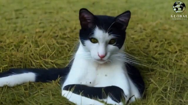 Nvidia Text To Video | Nvidia AI Video Generation | Text To Video AI Tool | Nvidia смотреть онлайн