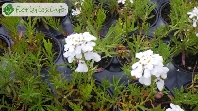 Цветок иберис – посадка и уход; выращивание ибериса из семян в открытом грунте