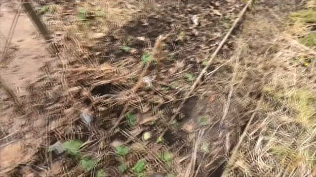 10-13 04 2021г сею бахчевые ,салат,цикорий дача под Архангельском смотреть онлайн