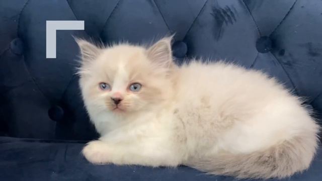 Blue Bicolor Ragdoll Kitten смотреть онлайн