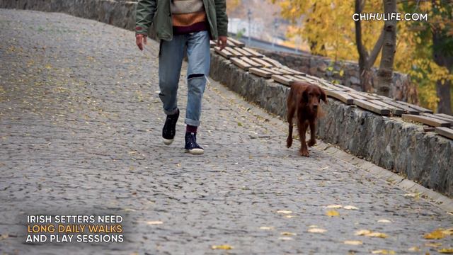Irish Red Setter Characteristics and Facts [4k Video] смотреть онлайн
