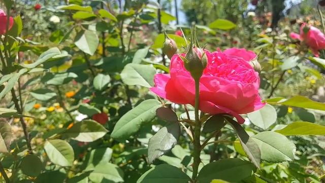 Benjamin Britten (AUSencart) / David Austin 2001 English Rose Collection - rosa - rosier смотреть онлайн