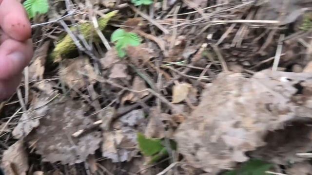 Саркосцифа австрийская (Sarcoscypha Austriaca). Открываем грибной сезон 2022.