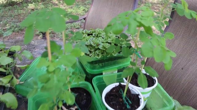 How to grow Moringa? The easy way! смотреть онлайн