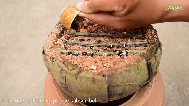 Amazing rooting lemon tree from cutting🍋grow lemon tree from cuttings by V Garden смотреть онлайн