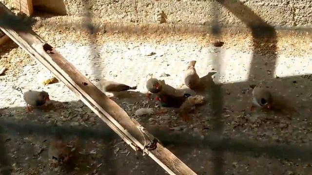 Finches aur Java Sparrows ke babies ke lye best soft food in Urdu/Hindi. смотреть онлайн