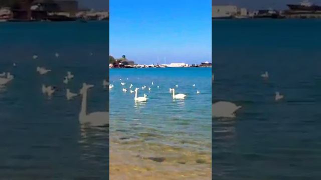 Берег черного моря смотреть онлайн