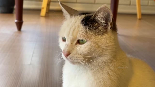 A DELICIOUS DINNER OF BEEF BONES CUT IN AN AMAZING WAY! VILLAGE LIFESTYLE смотреть онлайн