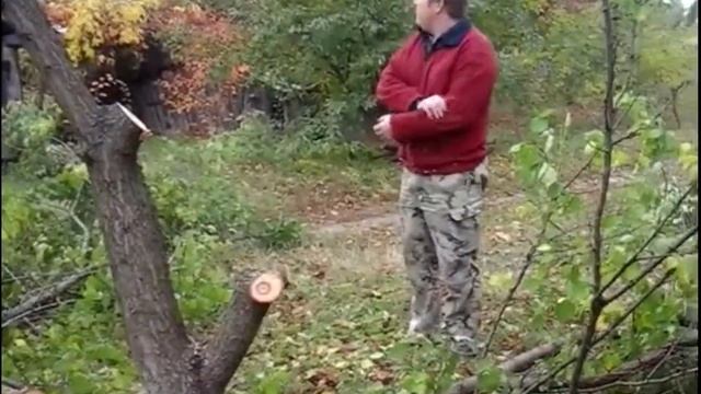 как мы пилили абрикос в нас на деревне