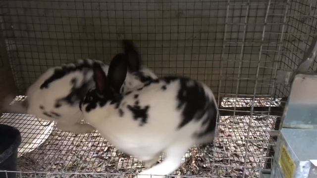 Raising Meat Rabbits | How to Successfully Breed Your Rabbit!! смотреть онлайн