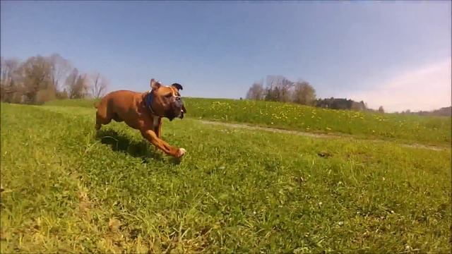 Continental Bulldog & French Bulldog