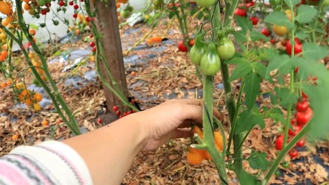 Вот это красота! МОИ ТОМАТЫ в теплице / Подробно про 23 сорта на кустах / Тайминг в описании