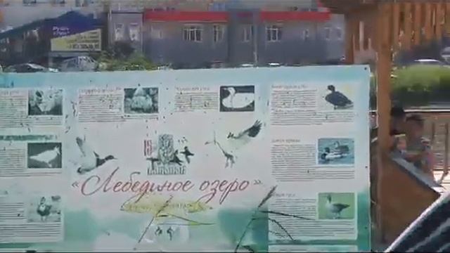 Черные лебеди на озере Щорса! 30.06.2020 г. смотреть онлайн