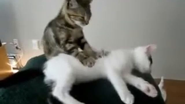 Котёнок делает масаж живота смотреть онлайн