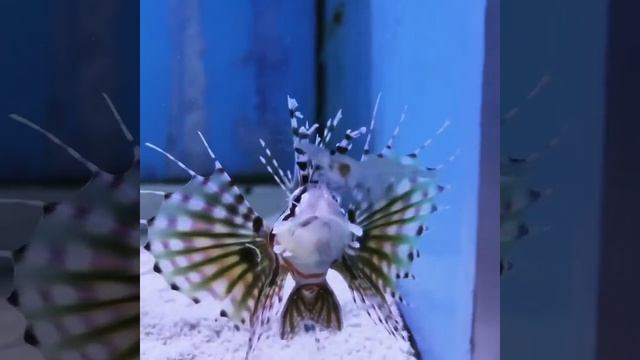 Dendrochirus Zebra Lionfish смотреть онлайн