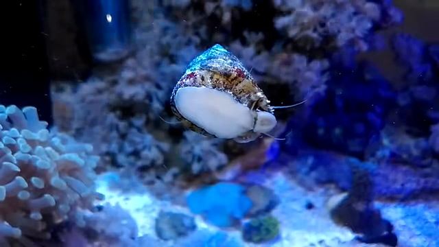 Улитка Трохус в моем морском аквариуме. Trochus Pyramis смотреть онлайн