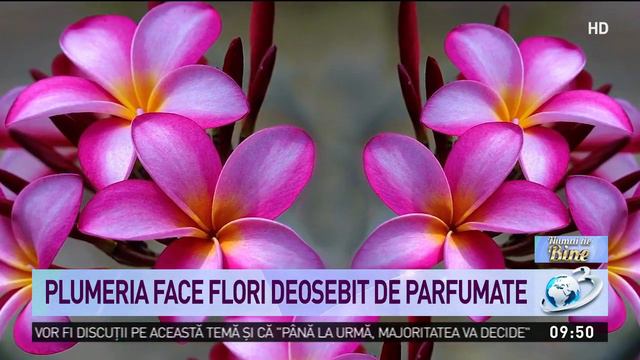 Plumeria, o plantă exotică uşor de întreţinut смотреть онлайн