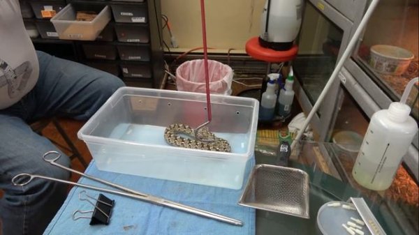 Introducing The Jararaca