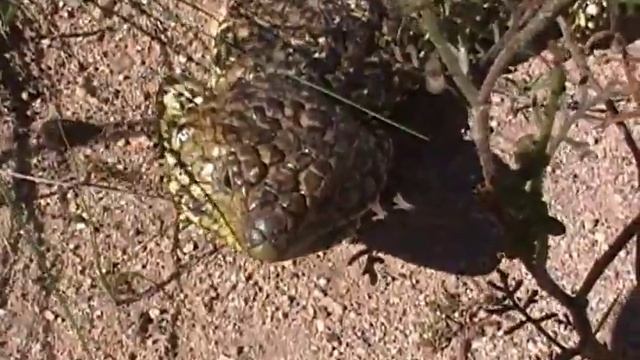 Stump-tailed skink, Self-defence. Короткохвостый сцинк (46sp) смотреть онлайн