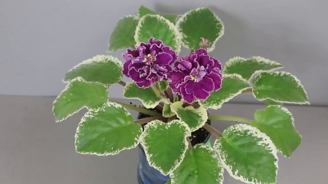 Домашний Цветочный Бизнес ! Цветы на продажу, сорта глоксиний и фиалок смотреть онлайн
