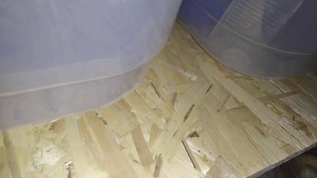 Обзор на королевских питонов+кормление сетчатого питона смотреть онлайн