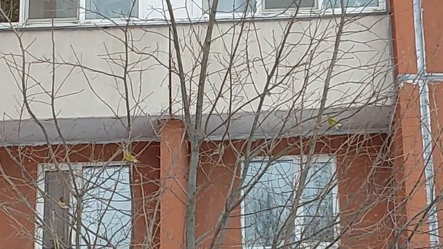 Птицы прилетели на кормушку из Усадьбы Сосновка смотреть онлайн