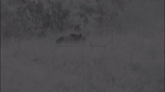 Pulsar Digisight Ultra N355. Медведь на овсах. 066 легкий туман мишка уходит смотреть онлайн