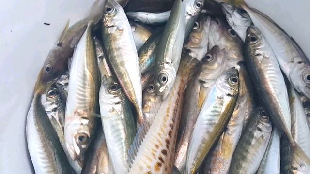 РЕЦЕПТ ПРИГОТОВЛЕНИЯ МОРСКОЙ РЫБЫ - РЫБАЛКА НА ЧЕРНОМ МОРЕ - СЮФ КРАСНОДАСРКИЙ смотреть онлайн