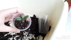 АХИМЕНЕС. Почему не растет ахименес? Разочарование в производителе грунта. Мои ахименесы зацветают.