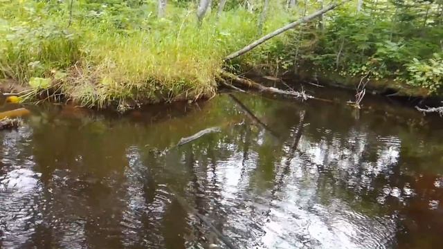 Кунджа в сахалинской сельве смотреть онлайн