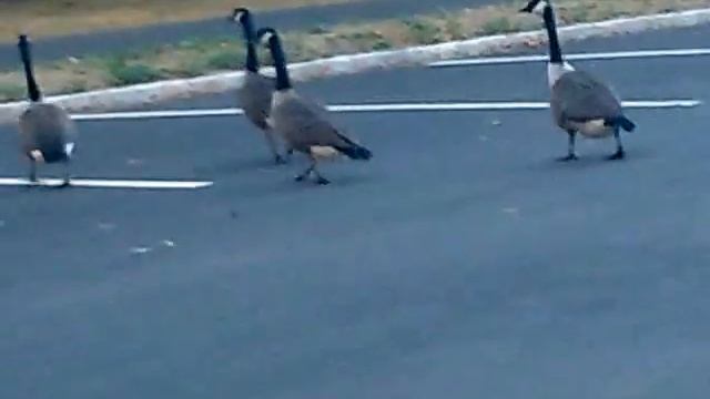 Гуси в городе смотреть онлайн