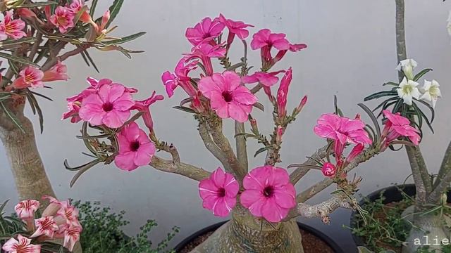 Adenium Boom 2023😘😘❤️