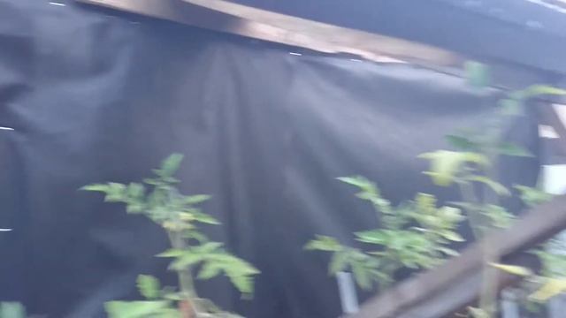 Парник из оконных рам смотреть онлайн