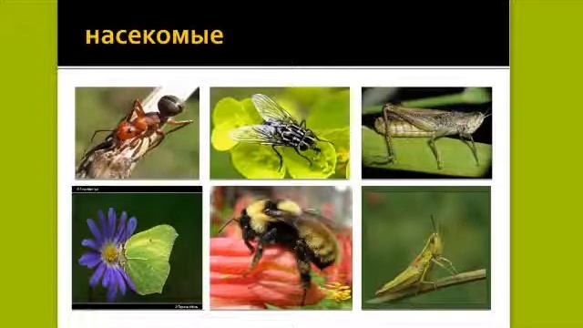 Обитатели луга|Лузина Дарья смотреть онлайн